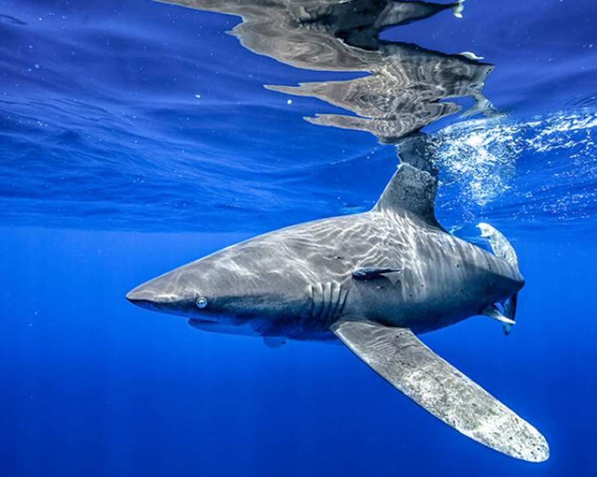 Another-Shark-Attack-on-American-tourist-at–Egypt