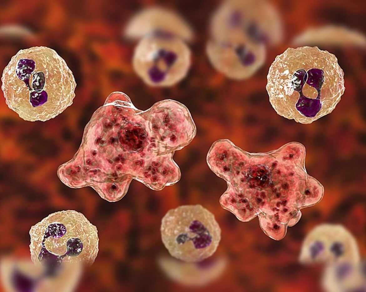 Brain-Eating-Amoeba