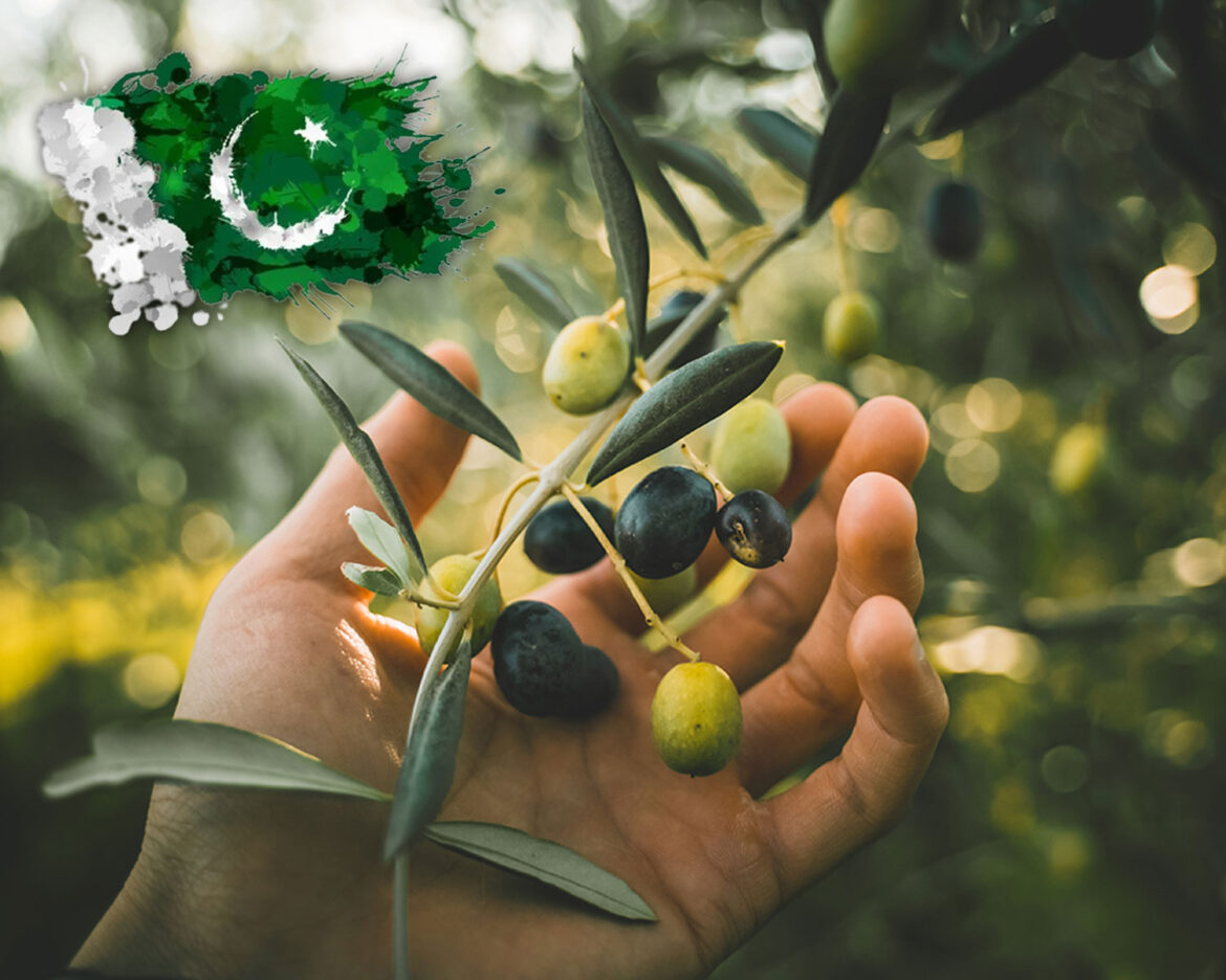Olive-Oil-Pakistan