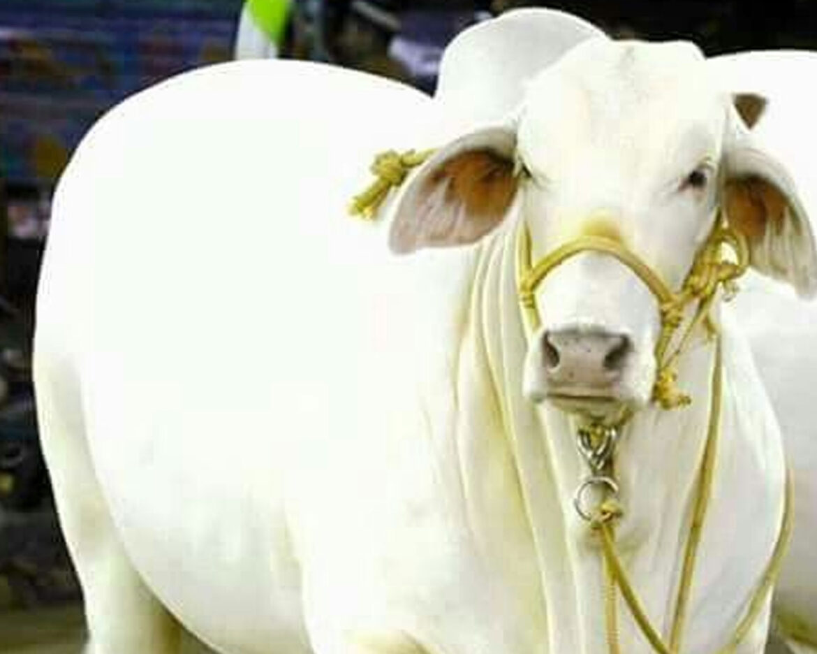 cows