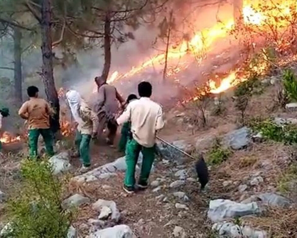 fire-breaks