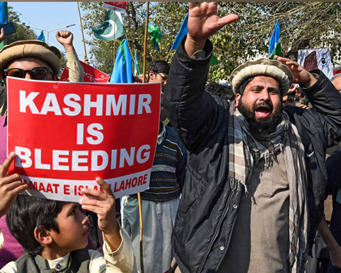 kashmirs