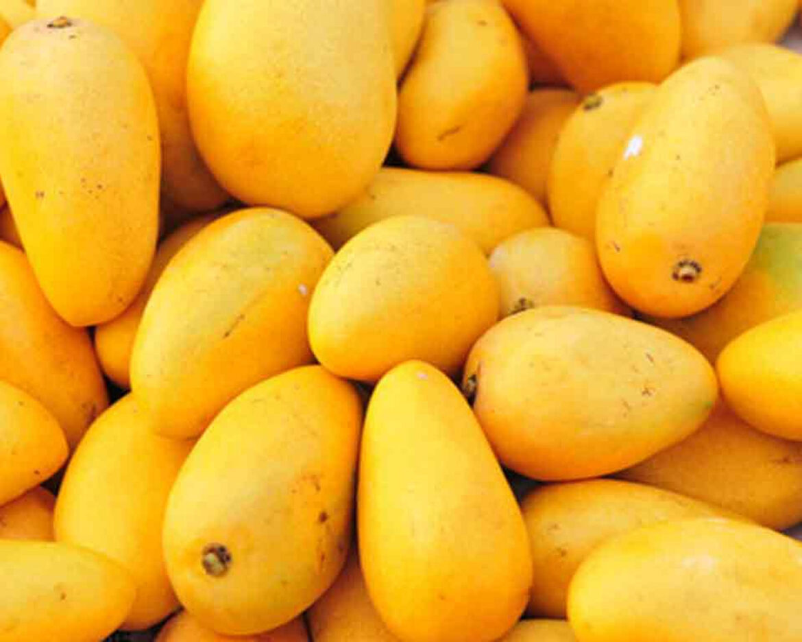 mangos