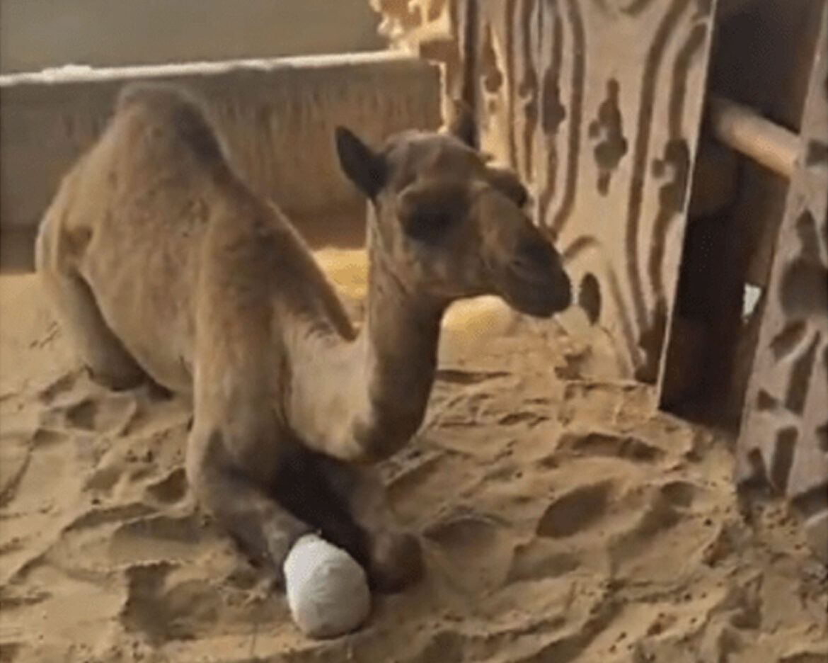 injured-camels