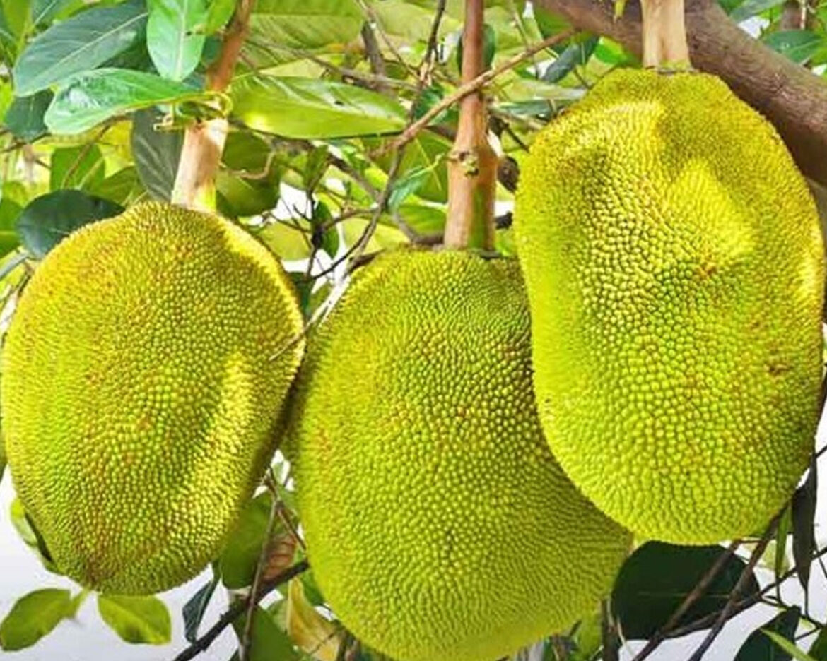 fruits