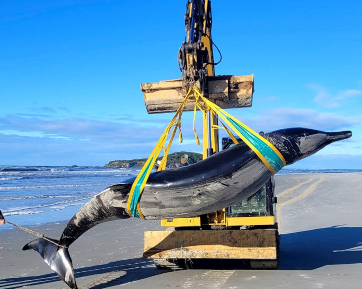 whales