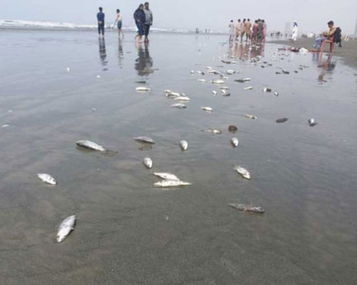 Fish-Washed-Ashore