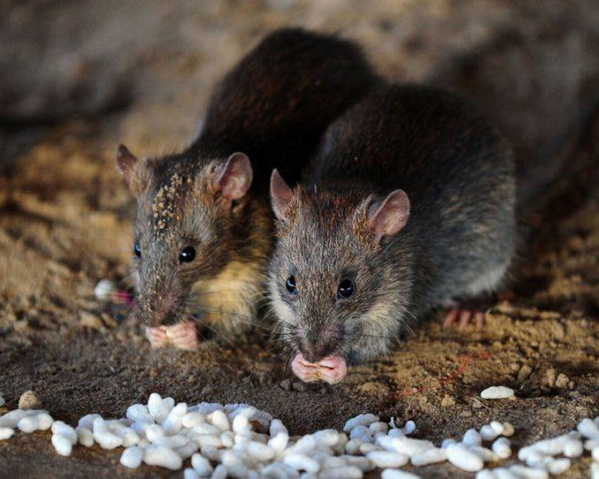 Rat-and-cat