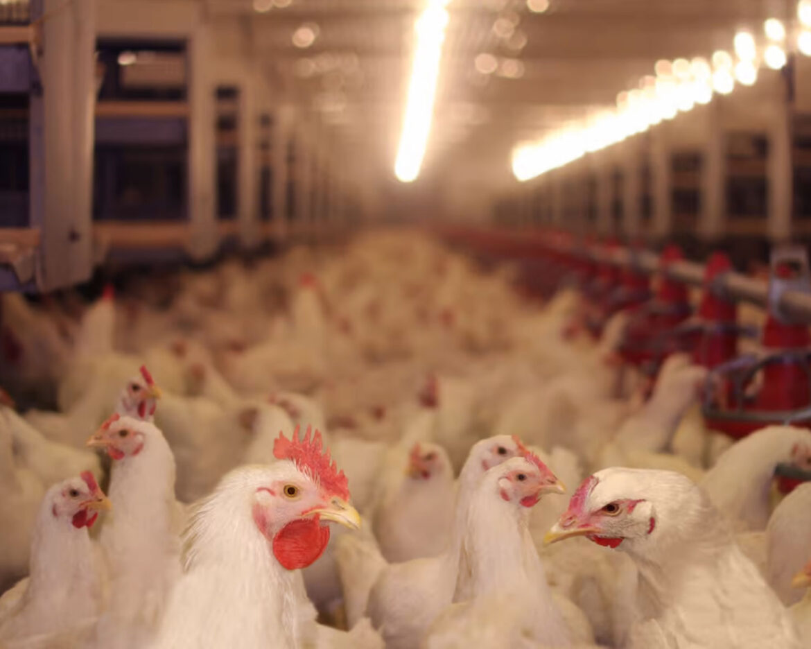 chickens