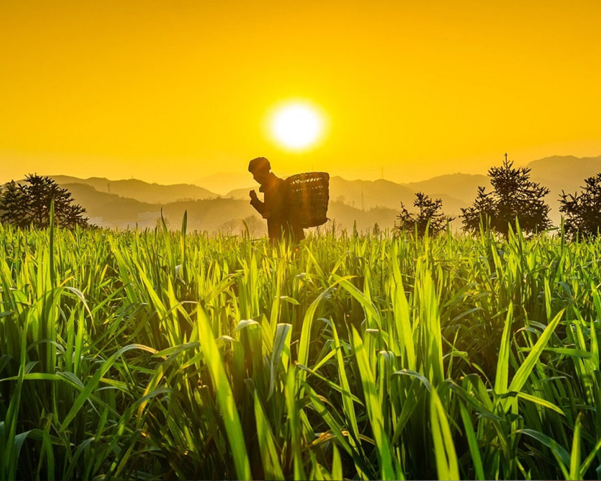 agriculturals