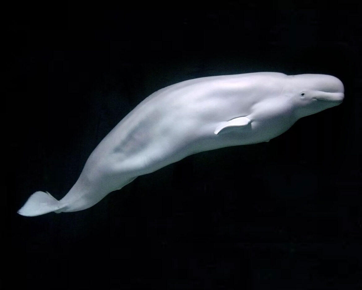 whales