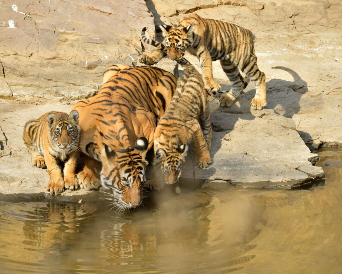 Tigers-Bird-Flu-in-Vietnam